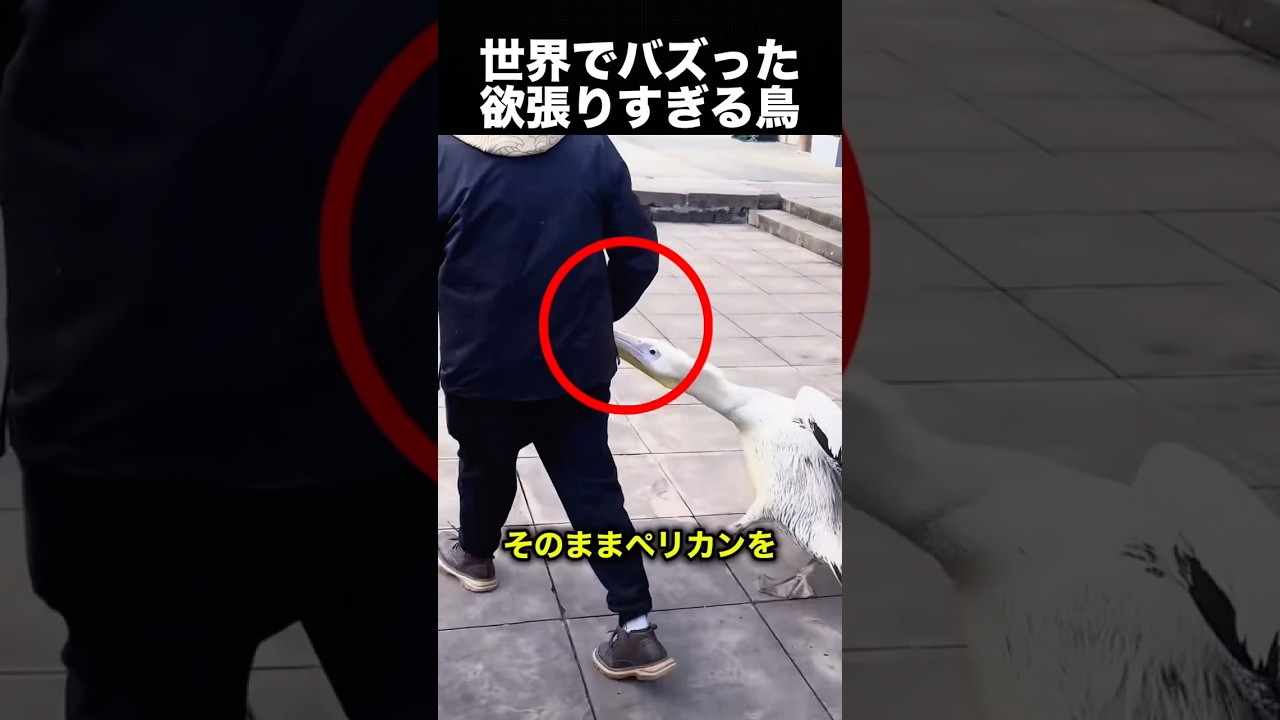 欲張りすぎる鳥…次の瞬間やらかします！