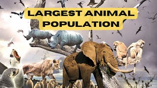 LARGEST ANIMAL POPULATION | Top 10 Most Largest Population of animals