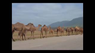 When camels go home
