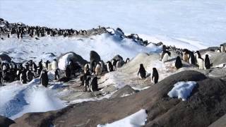 The Penguins of Antarctica