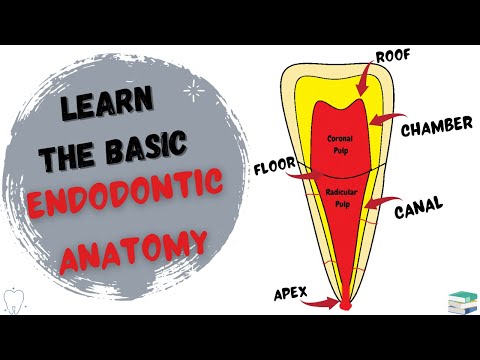 The Endodontic Anatomy | Introduction to Endodontics