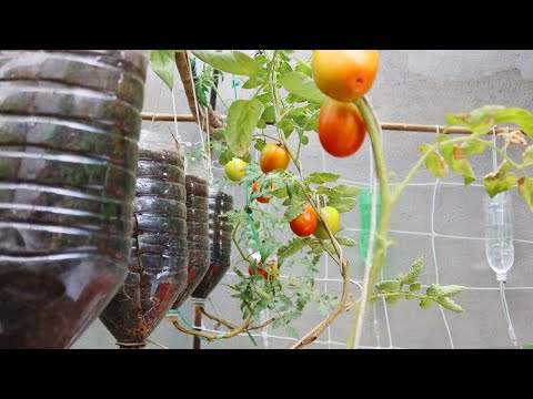 , title : 'Easy Way To Grow Tomato Plant in Plastic Hanging Bottles | Growing Tomatoes from Seed'