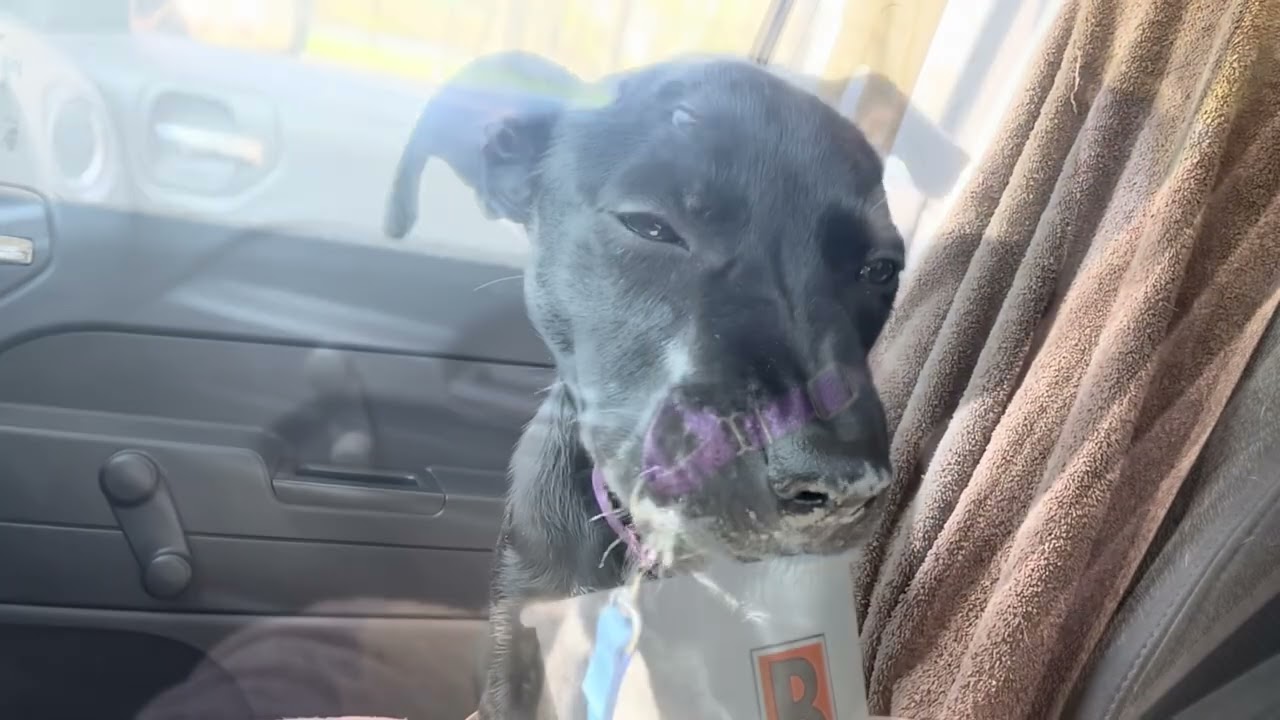 Enlarge Grace, a ADOPTABLE mixed breed in Quincy, MI video 4/4