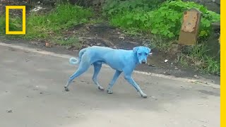 Blue Dogs Spotted in India—What's Causing It? | National Geographic