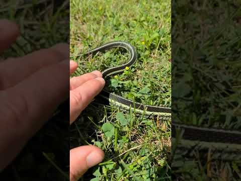 人懐っこいガータースネーク