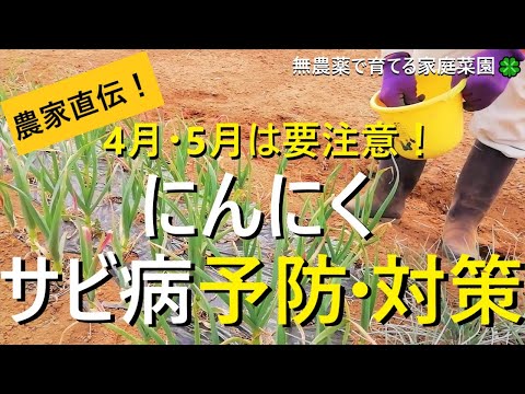 , title : '【にんにくの育て方】収量アップのコツはサビ病予防にあり⁉農薬を使わずに防ぐ方法【有機農家直伝！無農薬で育てる家庭菜園】 22/3/26'