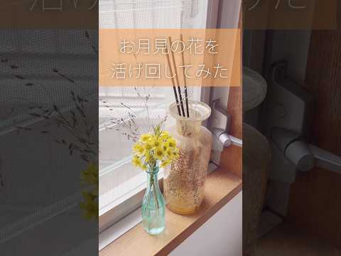 ガンナーフラワー 植物