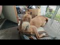 The Little Dog Thinks She Is A Male Trying To Make Sex