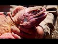 The Rare Pink Iguana Of Galapagos BBC Earth