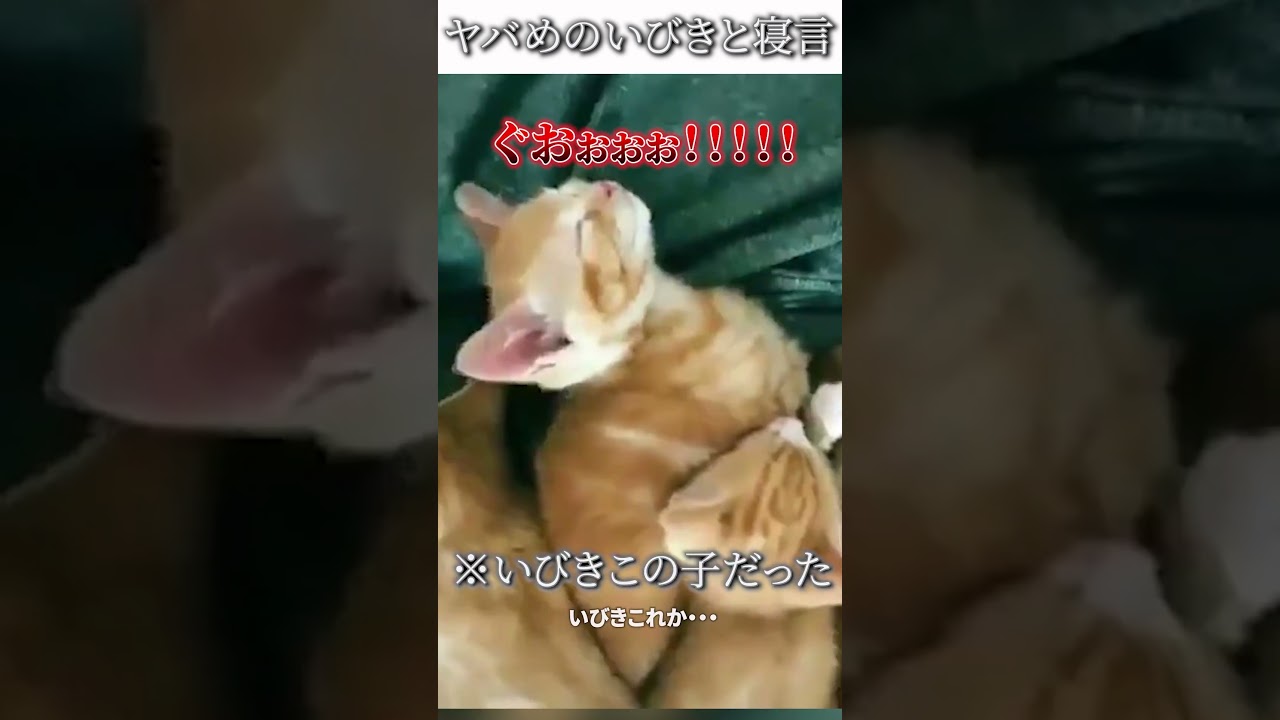 猫のおもしろ画像にツッコミどころ満載なアフレコしてみた＃437【寝言】#shorts　#アフレコ #面白動画