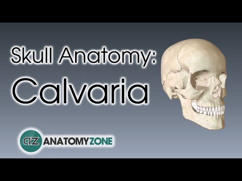 Bones of the Calvaria  | Skull Anatomy