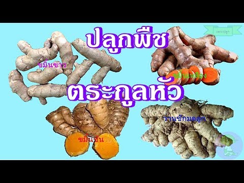การสูญเสียน้ำหนักและความแข็งแรง ที่แขวนบนสมาชิกเพื่อดูขนาดใหญ่