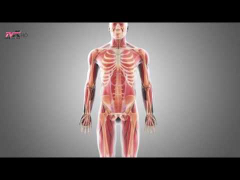 Këshilla mjekësore - 3 rregulla për vaktin e mëngjesit; gjumi i qetë gjatë verës