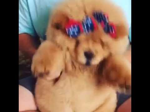 R&acirc;zi cu lacrimi! Acest c&acirc;ine dansează mai bine dec&acirc;t mulți din cluburi! (VIDEO)