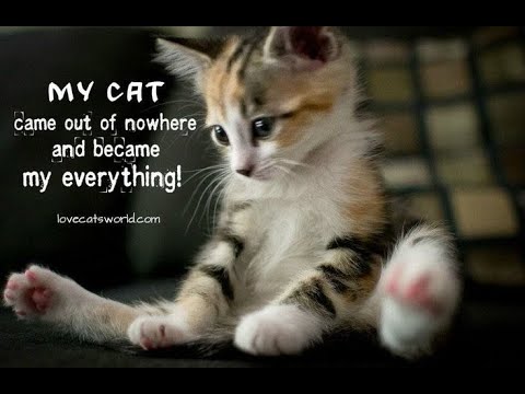 Angry CATS 😺 Videos That Will Have You Almost Shock you || Super funny angry cats