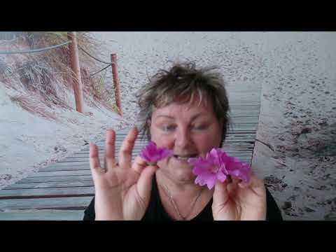 ROSEN/Malven/ZEIT... Da mach ich mir eine Tinktur/ Parfüm?