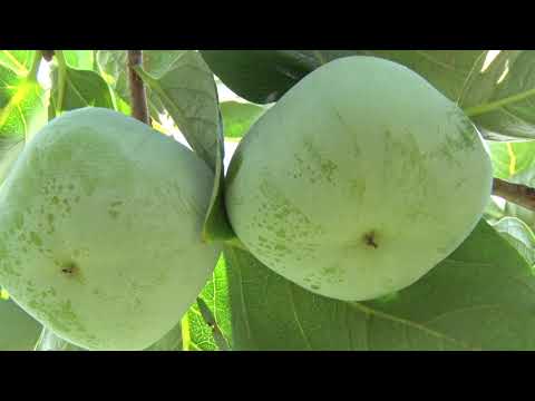 20200824和歌山の柿生育状況