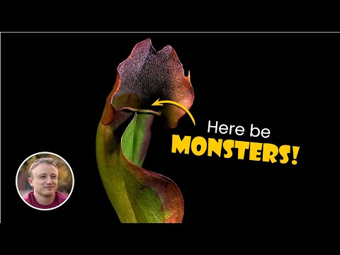 What lives inside the deadly pitcher plant - Sarracenia purpurea