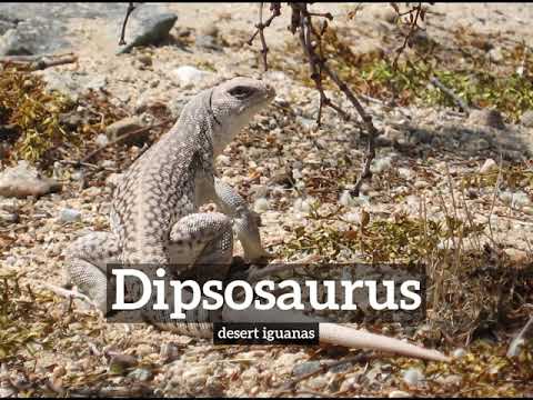 How Does Dipsosaurus Look? | How to Say Dipsosaurus in English? | What is Dipsosaurus?
