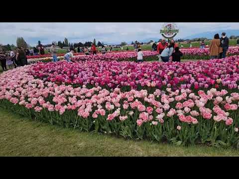 Tulip Festival 2022 Mt Vernon, WA