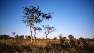 A Kalahari Family - TRAILER
