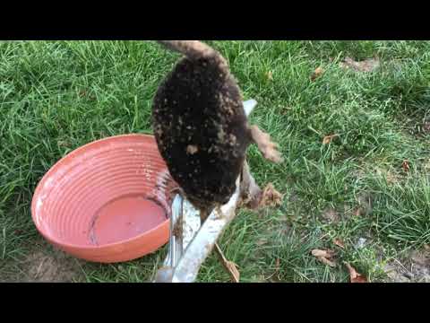 Najlepszy i bardzo skuteczny sposób na krety.  SZCZĘKI