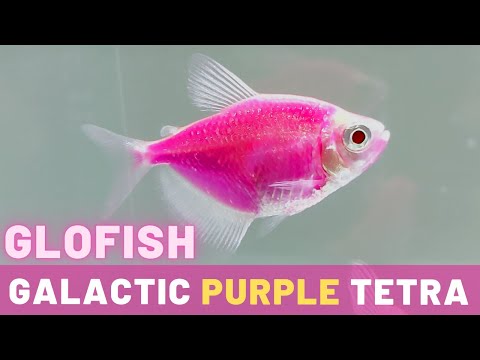 , title : 'Glofish Galactic Purple Tetra Care, Lifespan, Behavior, Diet, Breeding (Gymnocorymbus ternetzi)'