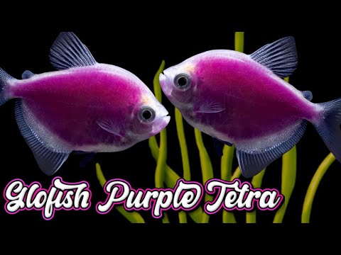 Watch Video on YouTube