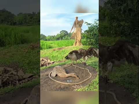 偷雞賊老鷹#野生動物零距離