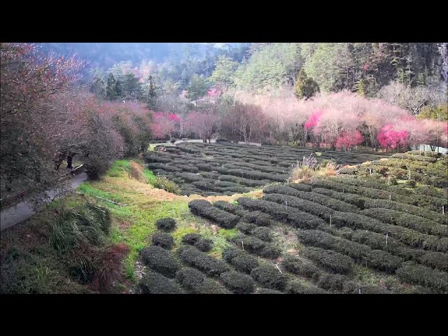 武陵農場櫻花季_觀月亭