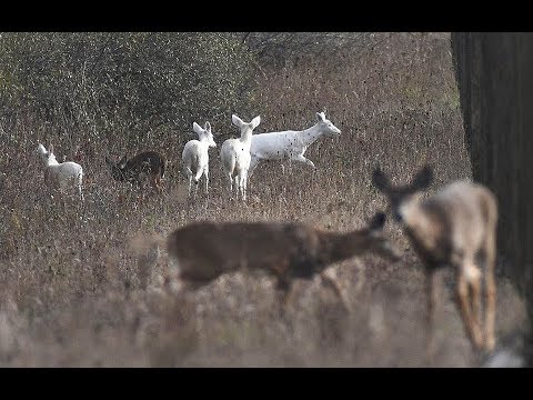 Seneca White Deer Tours at former Army Depot