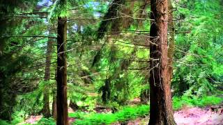 The Gentle Good- Holly Blue