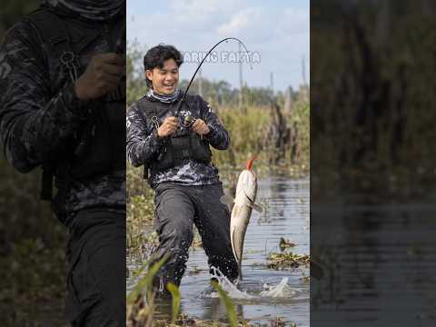 Toman tertipu umpan mainan 🤣🤣 #fishing #fish  #mancing #ikan #toman