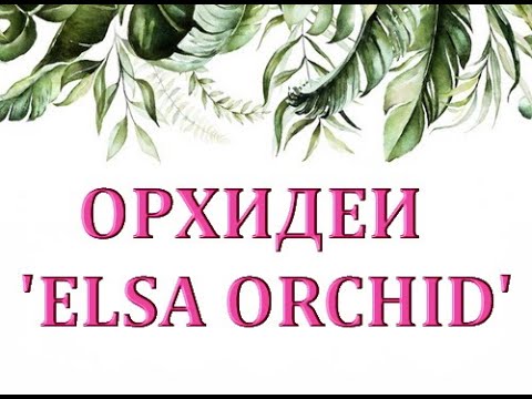 ПОТРЯСАЮЩИЙ завоз ОРХИДЕЙ:"Орхидеи почтой ELSA ORCHID"(ссылки в описании),г. Самара.