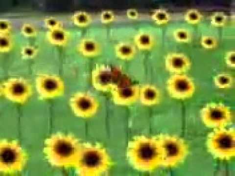 ka bata kamal barima