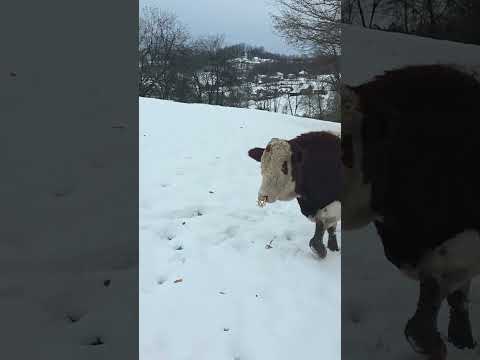 Bik od 12 mjeseci spreman za klanje – pogledajte cijeli video!