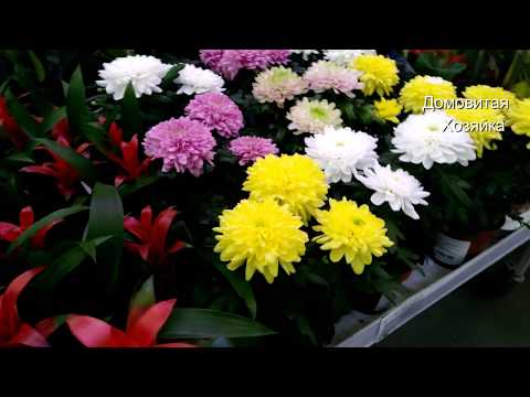 🌷Леруашные🌷цветочки🌷 Новый завоз красиво цветущих в Леруа Мерлен #ДомовитаяХозяйка