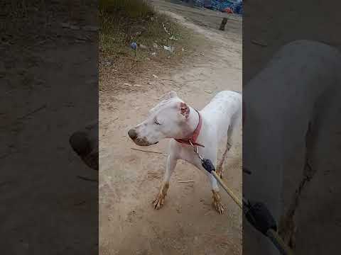 after playing 😍dogoargentino🦮🐶
