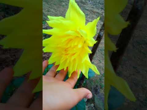 ONGC GOLF CLUB OF NAZIRA