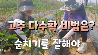고추 다수확 비법은 지금부터 고추곁순제거 빨리하면 손해,고추재배법
