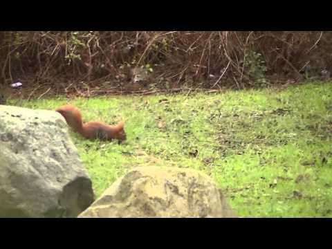 MongoTV_196 - Del 2 - Egnert Egon - Mit Liv Som Egern