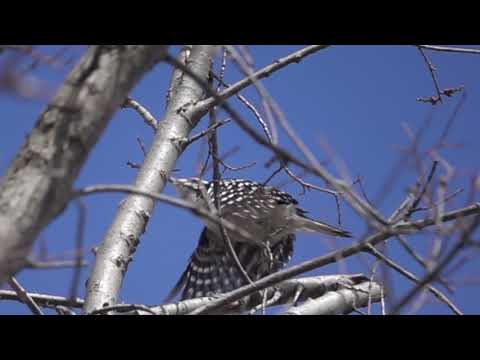 Hairy woodpecker takes flight at 960fps