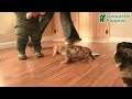 Miniature Dachshund dogs for sale: Jett  - Video 1