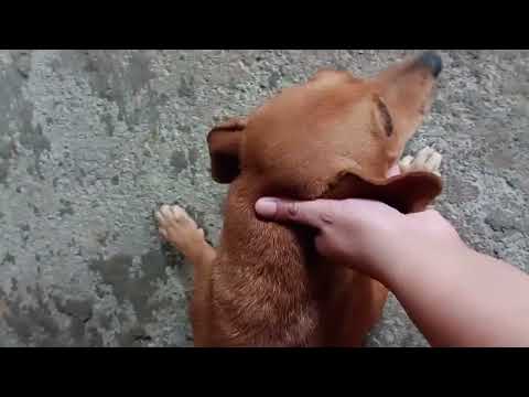 Vídeo de Lilica 