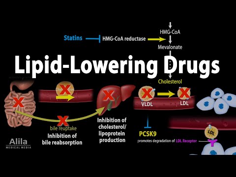 Pharmacokinetics part 1 Overview Absorption and Bioavailability Animation