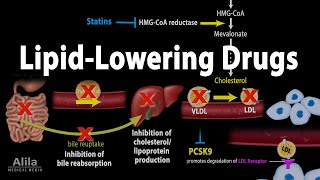 Pharmacology: Lipid- Lowering Drugs, Animation