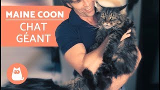 Découvrez tout sur le chat MAINE COON - Le chat GÉANT