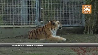 addio-gabbia-per-le-tigri-di-napoli-c-e-il-giardino