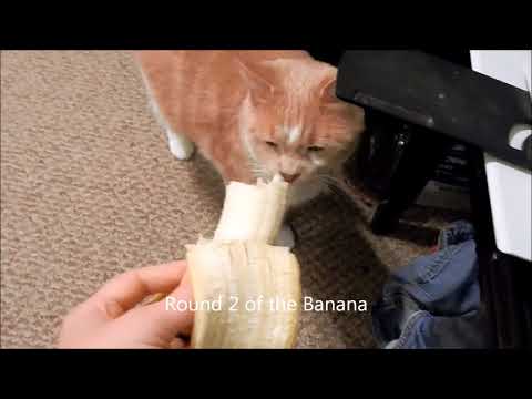 Kitty No Like Banana