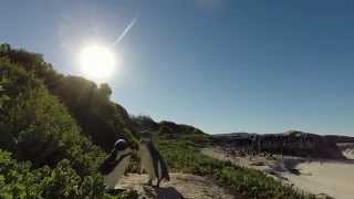 preview picture of video 'Penguins at Boulders Beach - Japie Study Tour South Africa - July 2014'